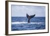 A Humpback Whale Slaps its Tail on the Surface of the Atlantic Ocean-Stocktrek Images-Framed Photographic Print