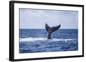 A Humpback Whale Slaps its Tail on the Surface of the Atlantic Ocean-Stocktrek Images-Framed Photographic Print