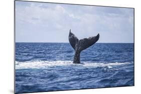 A Humpback Whale Slaps its Tail on the Surface of the Atlantic Ocean-Stocktrek Images-Mounted Photographic Print