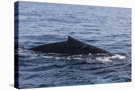 A Humpback Whale Surfaces to Breathe in the Caribbean Sea-Stocktrek Images-Stretched Canvas