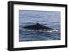 A Humpback Whale Surfaces to Breathe in the Caribbean Sea-Stocktrek Images-Framed Photographic Print