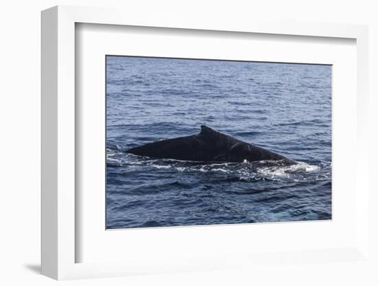 A Humpback Whale Surfaces to Breathe in the Caribbean Sea-Stocktrek Images-Framed Photographic Print