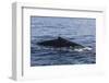 A Humpback Whale Surfaces to Breathe in the Caribbean Sea-Stocktrek Images-Framed Photographic Print