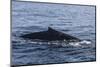 A Humpback Whale Surfaces to Breathe in the Caribbean Sea-Stocktrek Images-Mounted Photographic Print