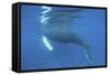 A Humpback Whale Surfaces to Breathe-Stocktrek Images-Framed Stretched Canvas