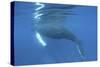 A Humpback Whale Surfaces to Breathe-Stocktrek Images-Stretched Canvas
