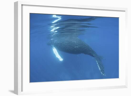 A Humpback Whale Surfaces to Breathe-Stocktrek Images-Framed Photographic Print