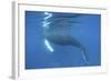 A Humpback Whale Surfaces to Breathe-Stocktrek Images-Framed Photographic Print