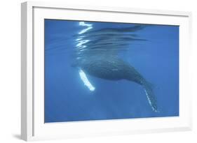 A Humpback Whale Surfaces to Breathe-Stocktrek Images-Framed Photographic Print