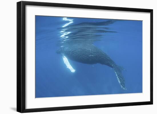 A Humpback Whale Surfaces to Breathe-Stocktrek Images-Framed Photographic Print