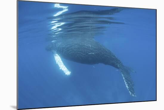 A Humpback Whale Surfaces to Breathe-Stocktrek Images-Mounted Photographic Print