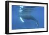 A Humpback Whale Surfaces to Breathe-Stocktrek Images-Framed Photographic Print