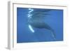 A Humpback Whale Surfaces to Breathe-Stocktrek Images-Framed Photographic Print