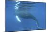 A Humpback Whale Surfaces to Breathe-Stocktrek Images-Mounted Photographic Print