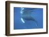 A Humpback Whale Surfaces to Breathe-Stocktrek Images-Framed Photographic Print