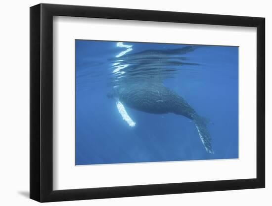 A Humpback Whale Surfaces to Breathe-Stocktrek Images-Framed Photographic Print