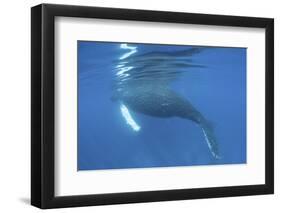 A Humpback Whale Surfaces to Breathe-Stocktrek Images-Framed Photographic Print