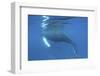 A Humpback Whale Surfaces to Breathe-Stocktrek Images-Framed Photographic Print