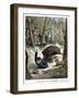 A Hunter Killed by a Wild Boar, 1901-null-Framed Giclee Print