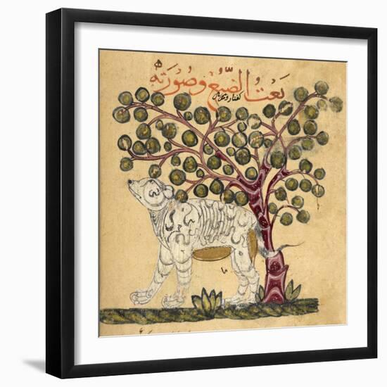 A Hyena-Aristotle ibn Bakhtishu-Framed Giclee Print