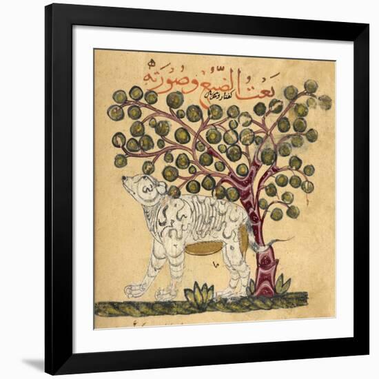 A Hyena-Aristotle ibn Bakhtishu-Framed Giclee Print