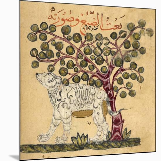 A Hyena-Aristotle ibn Bakhtishu-Mounted Giclee Print
