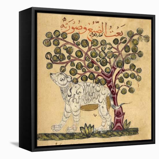 A Hyena-Aristotle ibn Bakhtishu-Framed Stretched Canvas