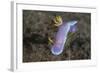 A Hypselodoris Bullockii Nudibranch Crawls Slowly across a Reef-Stocktrek Images-Framed Photographic Print