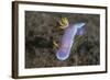 A Hypselodoris Bullockii Nudibranch Crawls Slowly across a Reef-Stocktrek Images-Framed Photographic Print