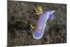 A Hypselodoris Bullockii Nudibranch Crawls Slowly across a Reef-Stocktrek Images-Mounted Photographic Print