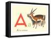 A is for Antelope-null-Framed Stretched Canvas