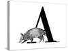 A is for Armadillo-Stacy Hsu-Stretched Canvas