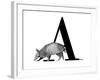 A is for Armadillo-Stacy Hsu-Framed Art Print