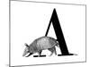 A is for Armadillo-Stacy Hsu-Mounted Art Print