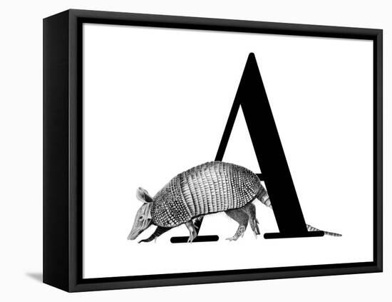 A is for Armadillo-Stacy Hsu-Framed Stretched Canvas