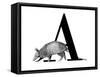 A is for Armadillo-Stacy Hsu-Framed Stretched Canvas