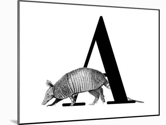 A is for Armadillo-Stacy Hsu-Mounted Art Print