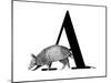 A is for Armadillo-Stacy Hsu-Mounted Art Print