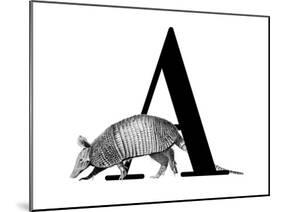 A is for Armadillo-Stacy Hsu-Mounted Art Print