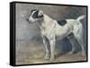 A Jack Russell, 1891-John Emms-Framed Stretched Canvas