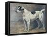 A Jack Russell, 1891-John Emms-Framed Stretched Canvas