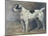 A Jack Russell, 1891-John Emms-Mounted Giclee Print