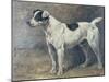 A Jack Russell, 1891-John Emms-Mounted Giclee Print