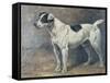 A Jack Russell, 1891-John Emms-Framed Stretched Canvas