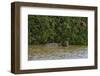 A jaguar, Panthera onca, in the river.-Sergio Pitamitz-Framed Photographic Print