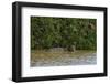 A jaguar, Panthera onca, in the river.-Sergio Pitamitz-Framed Photographic Print