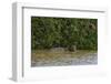 A jaguar, Panthera onca, in the river.-Sergio Pitamitz-Framed Photographic Print