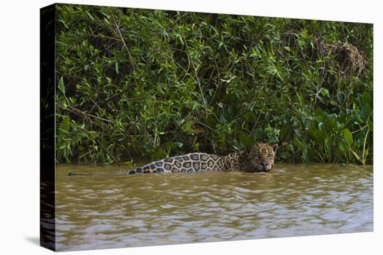 A jaguar, Panthera onca, in the river.-Sergio Pitamitz-Stretched Canvas