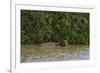 A jaguar, Panthera onca, in the river.-Sergio Pitamitz-Framed Photographic Print