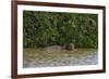 A jaguar, Panthera onca, in the river.-Sergio Pitamitz-Framed Photographic Print